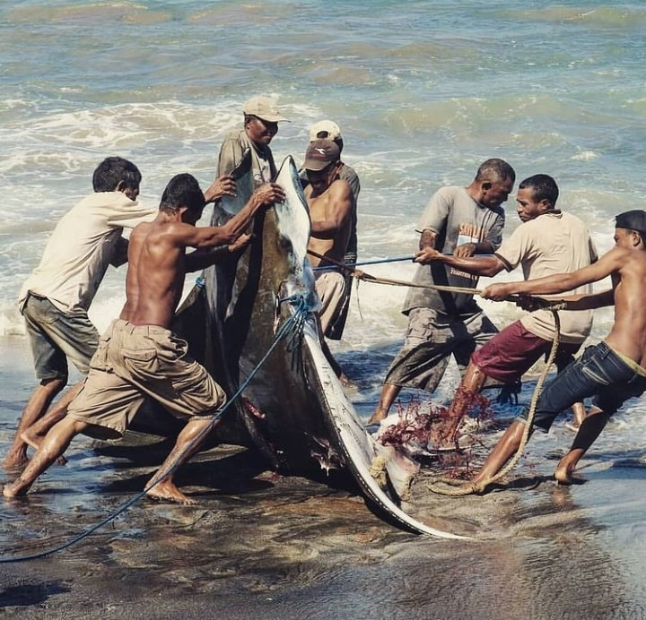 Praktik Budaya yang Justru Merusak Alam: 7 Tradisi yang Mengancam Lingkungan