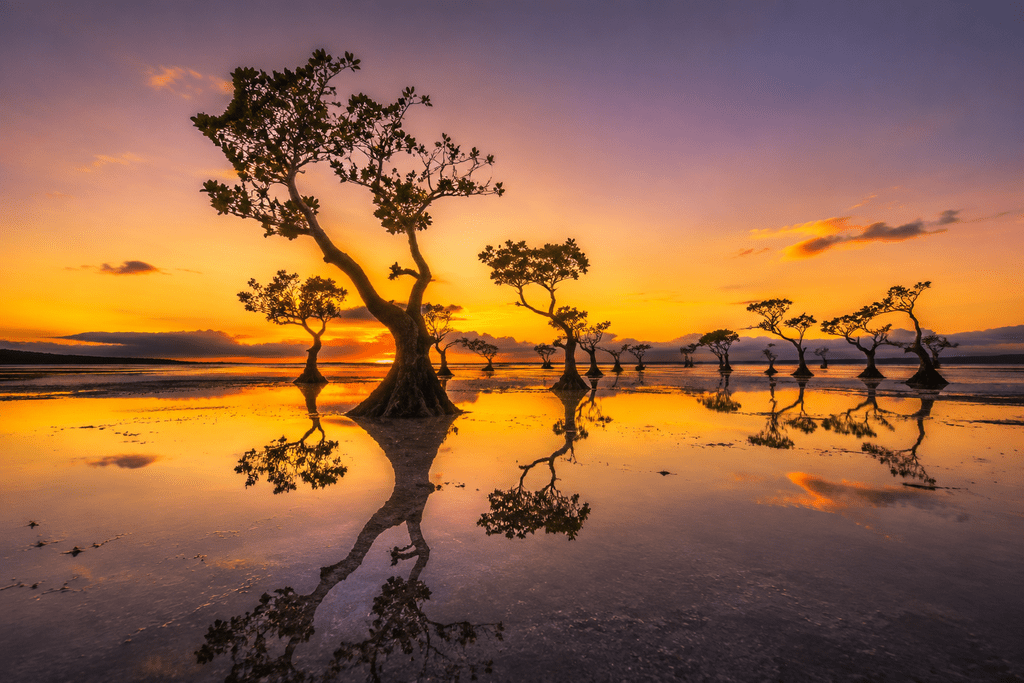 Siluet pohon mangrove menari di Pantai Walakiri Sumba Timur saat matahari terbenam dengan pantulan cermin air.